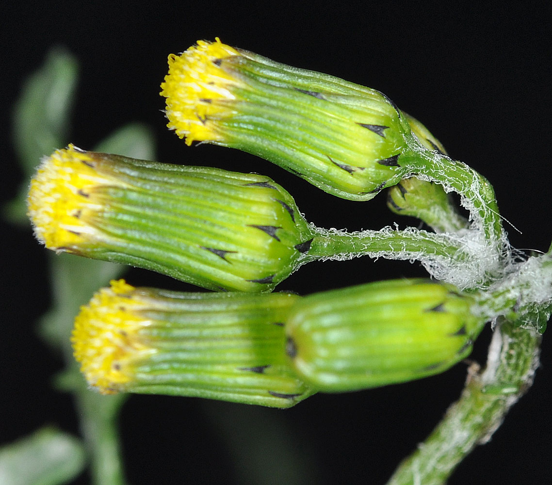 Flora of Eastern Washington Image: Senecio vulgaris