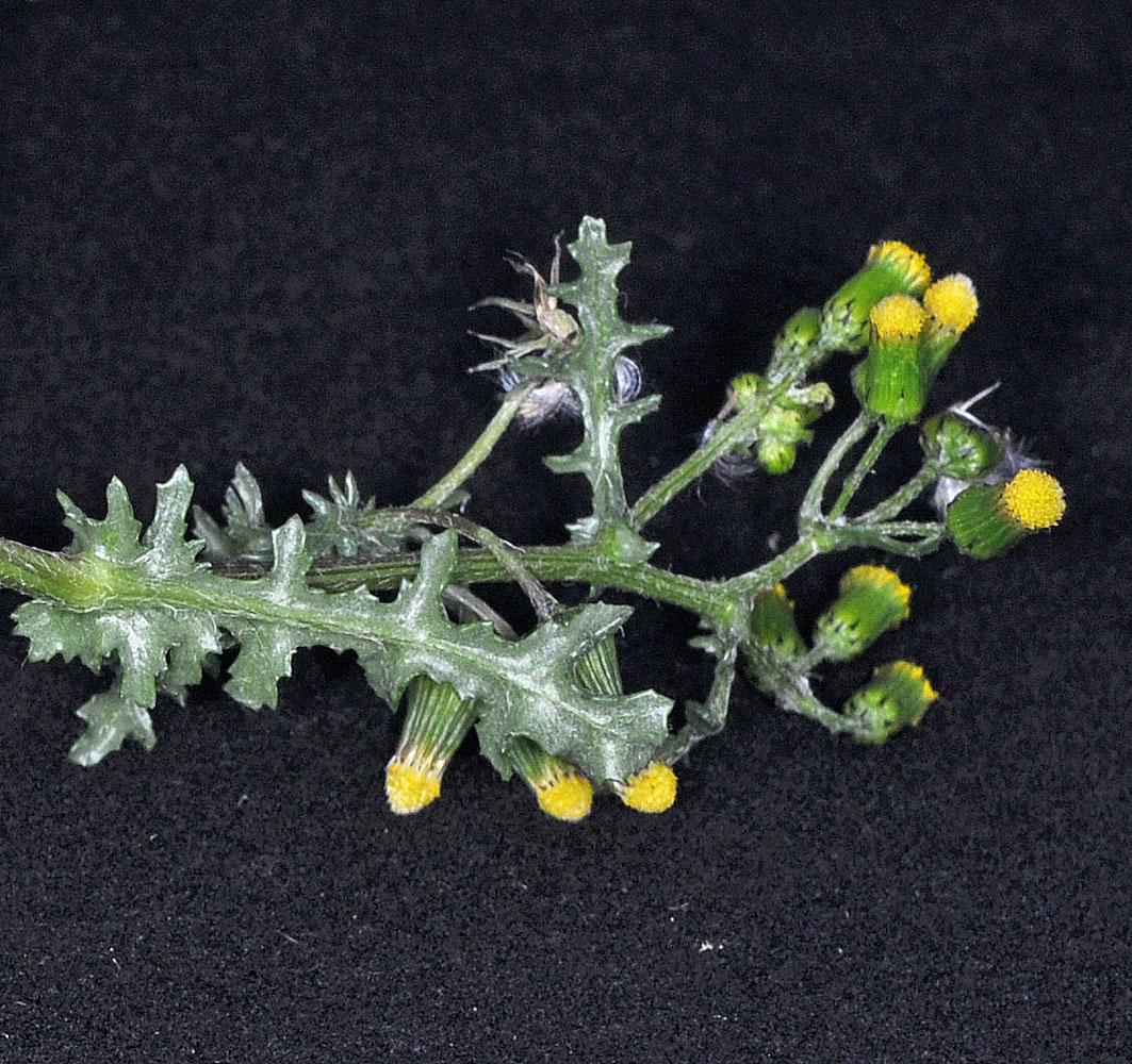 Flora of Eastern Washington Image: Senecio vulgaris
