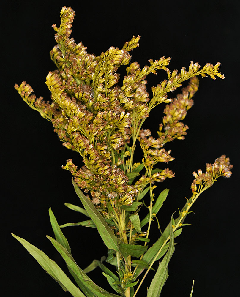 Flora of Eastern Washington Image: Solidago elongata