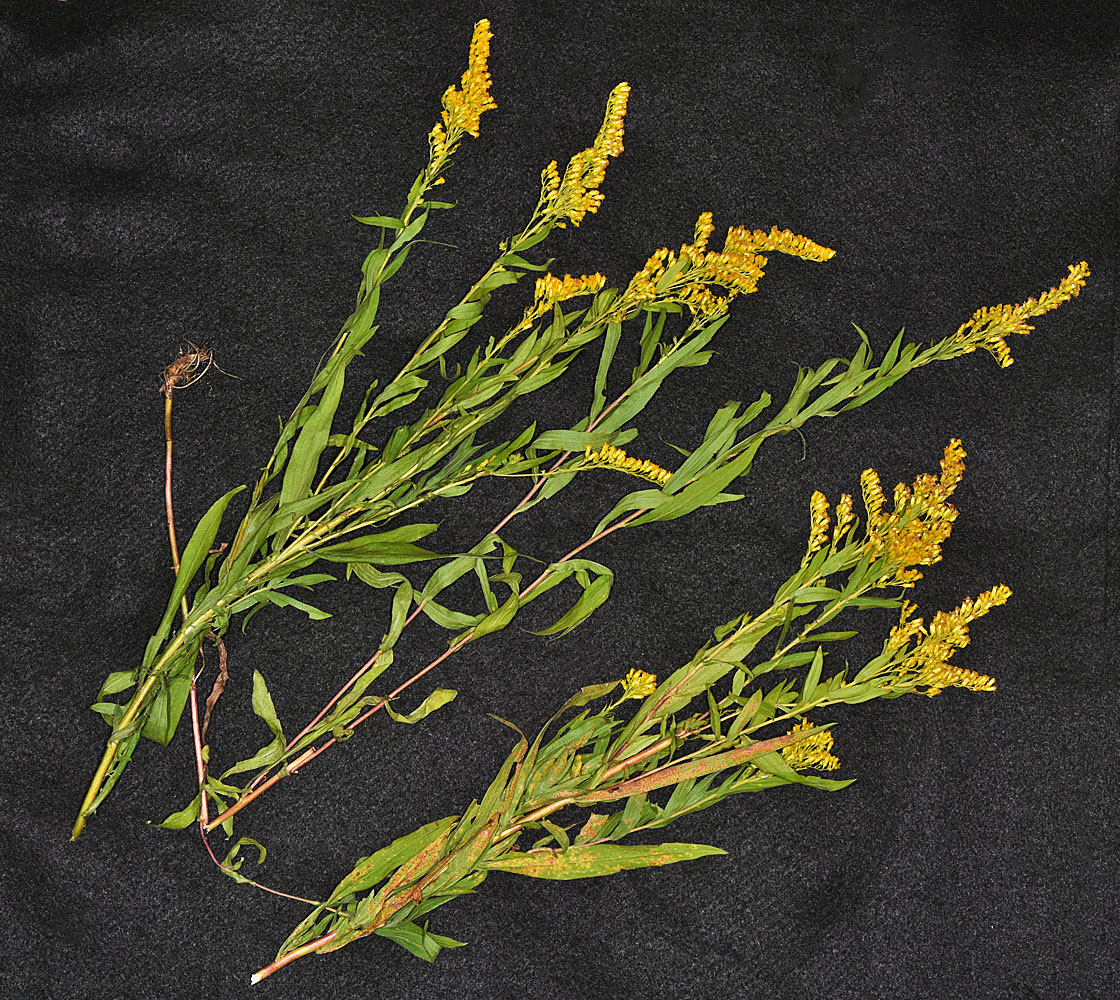 Flora of Eastern Washington Image: Solidago elongata