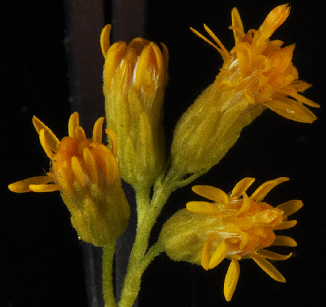 Flora of Eastern Washington Image: Solidago lepida