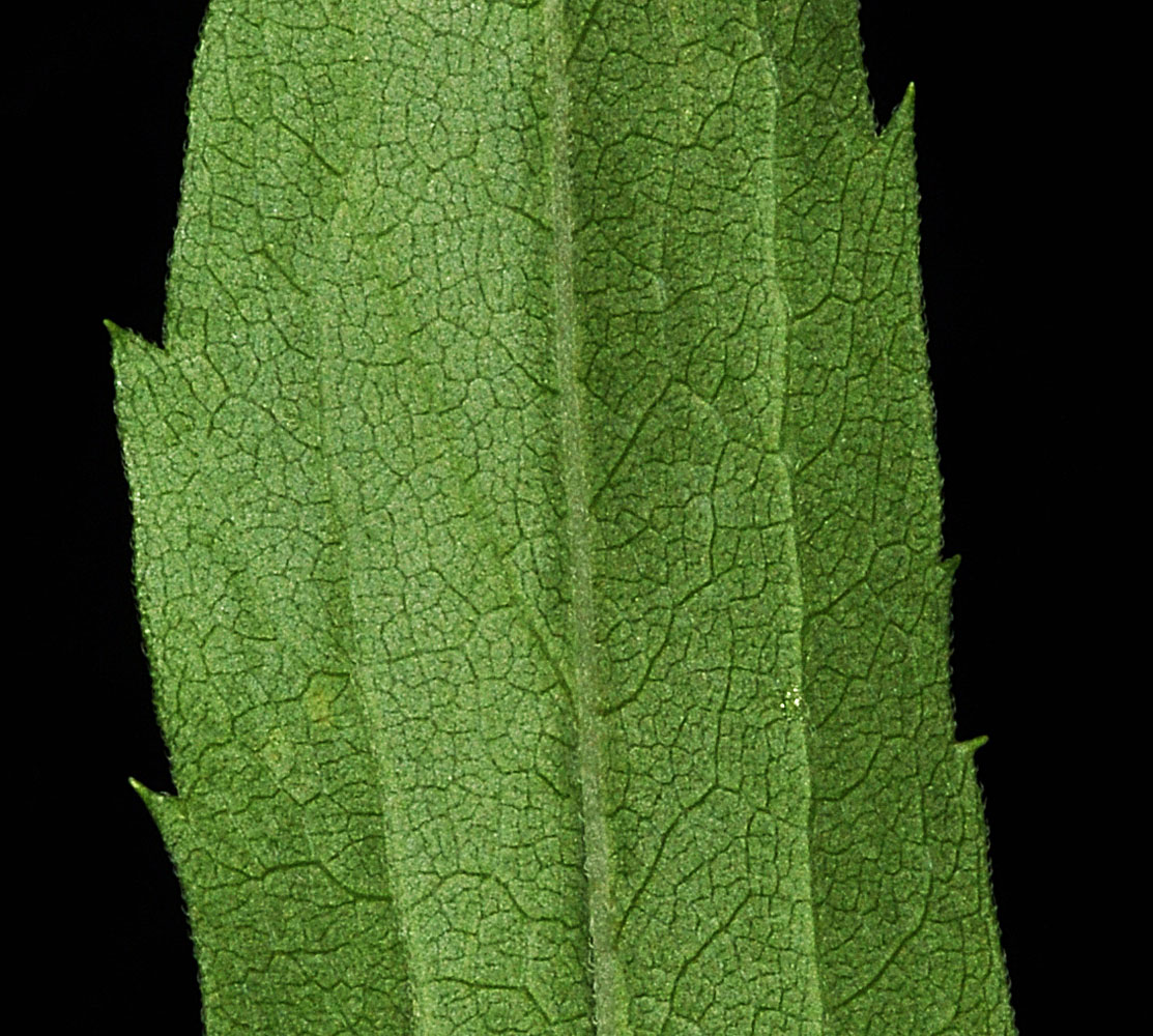 Flora of Eastern Washington Image: Solidago lepida