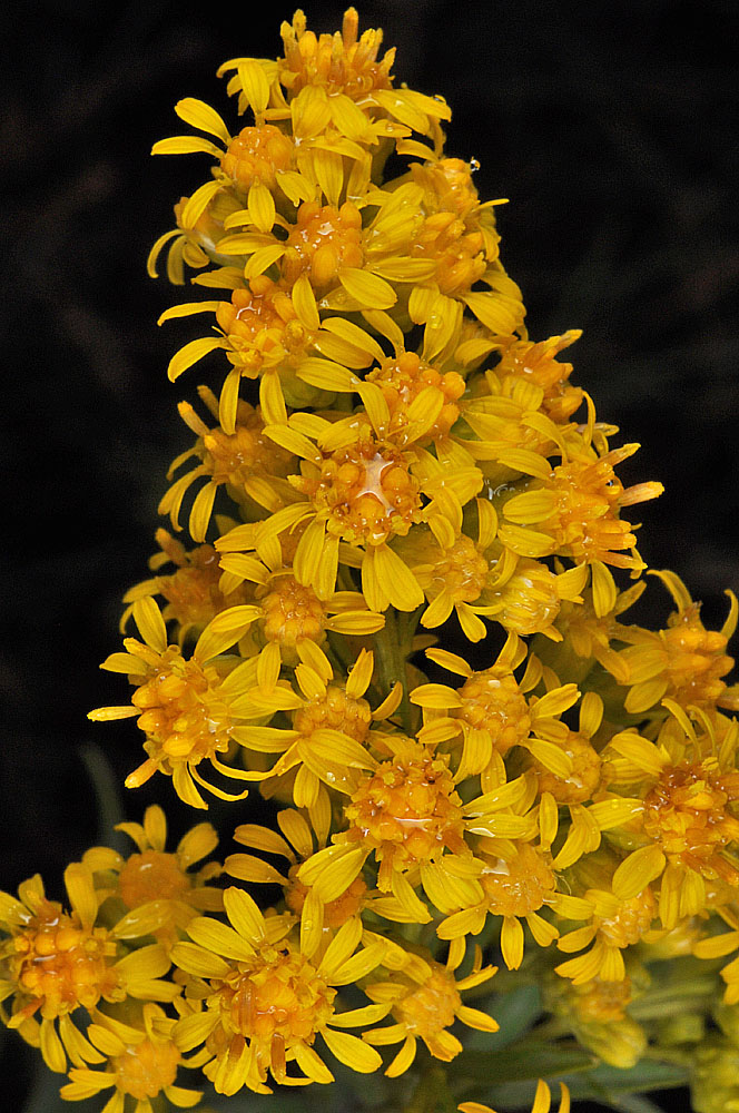 Flora of Eastern Washington Image: Solidago missouriesis