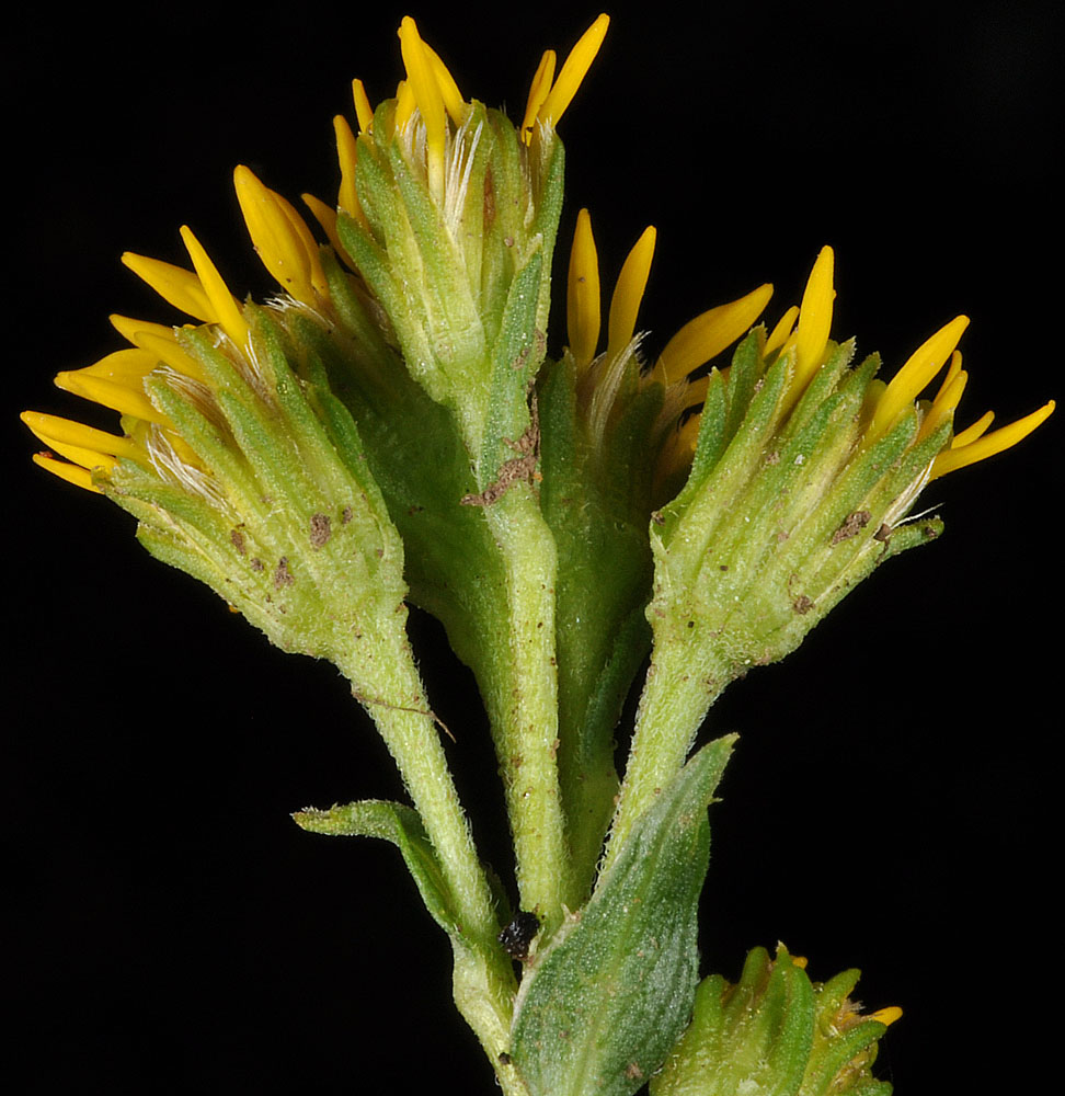 Flora of Eastern Washington Image: Solidago multiradiata