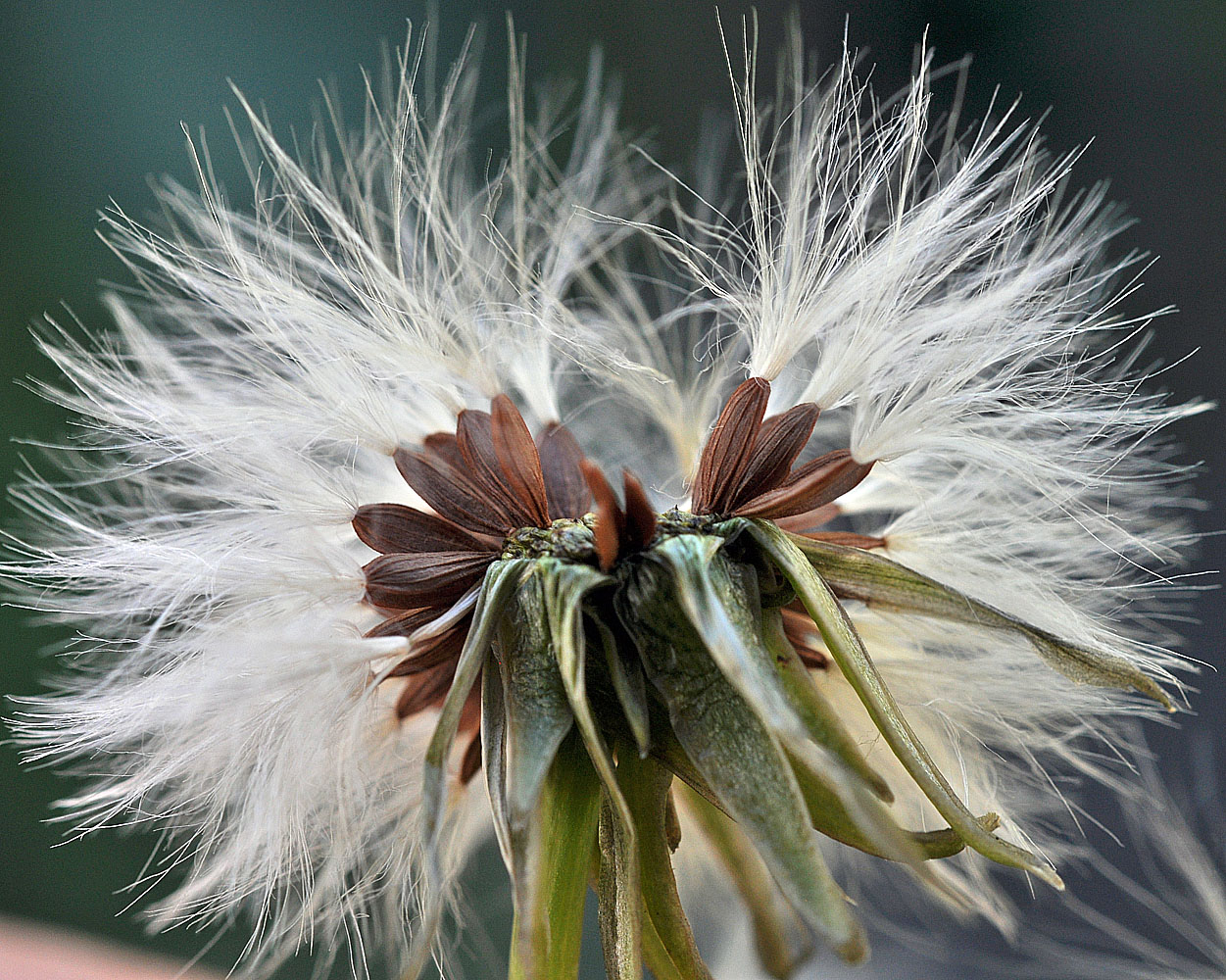 Flora of Eastern Washington Image: Sonchus asper