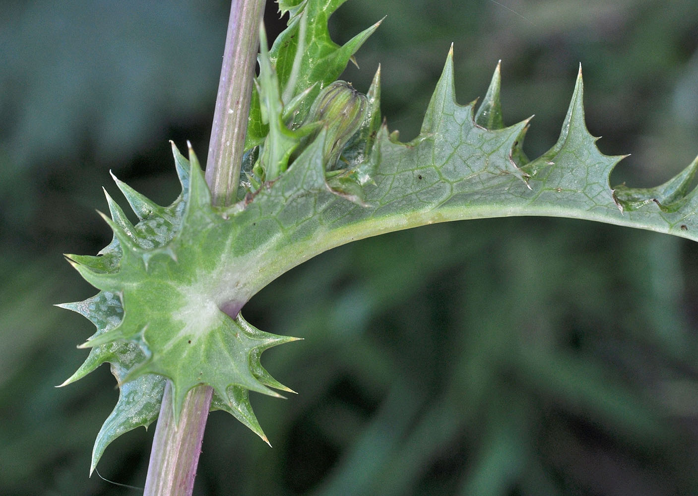 Flora of Eastern Washington Image: Sonchus asper
