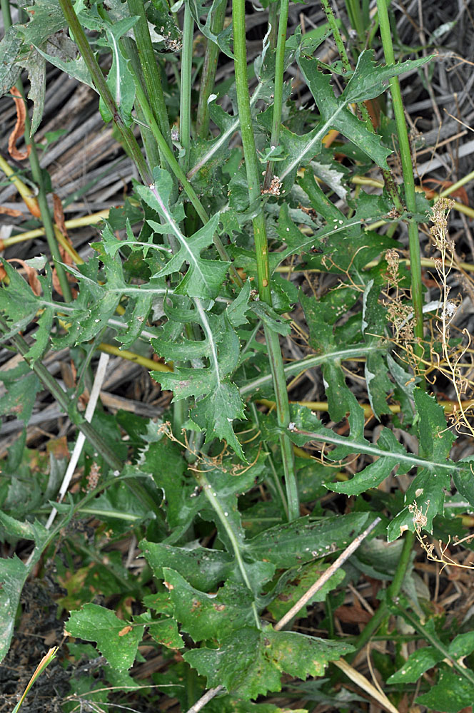 Flora of Eastern Washington Image: Sonchus oleraceus