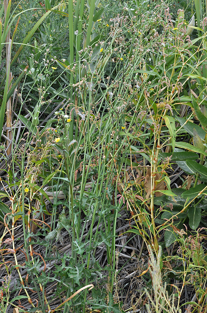 Flora of Eastern Washington Image: Sonchus oleraceus