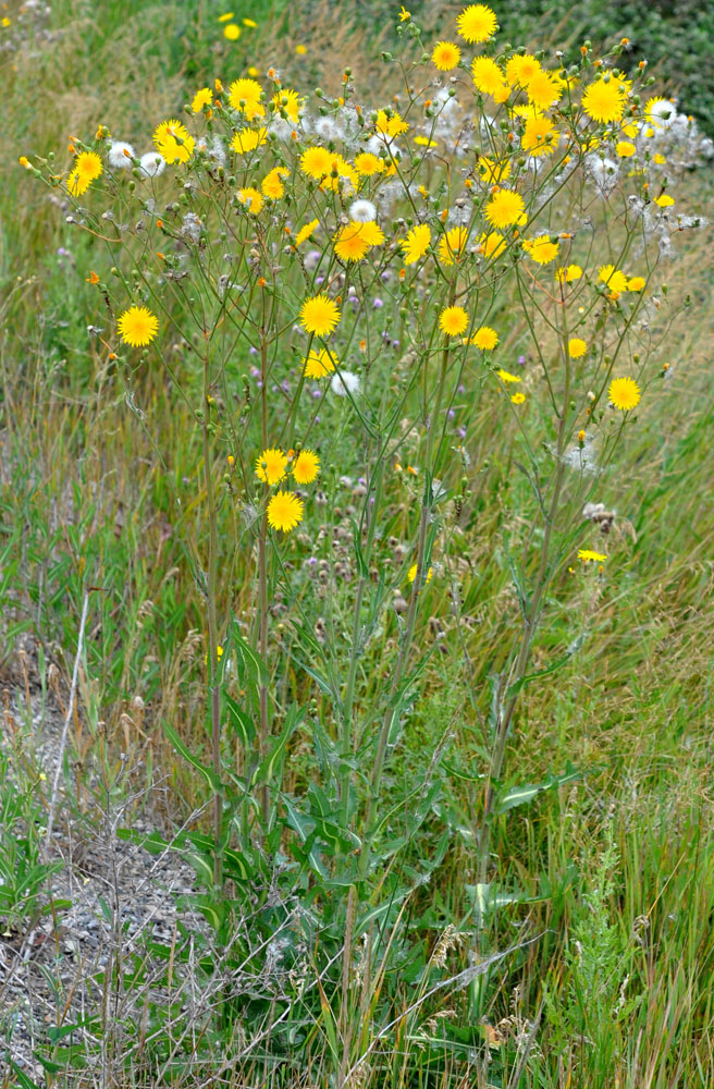 Flora of Eastern Washington Image: Sonchus arvensis