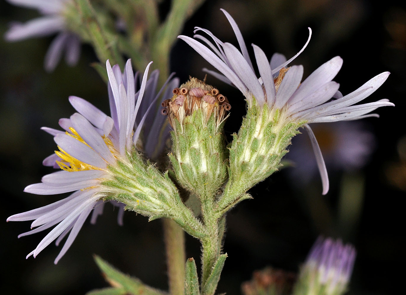 Flora of Eastern Washington Image: Symphyotrichum ascendens