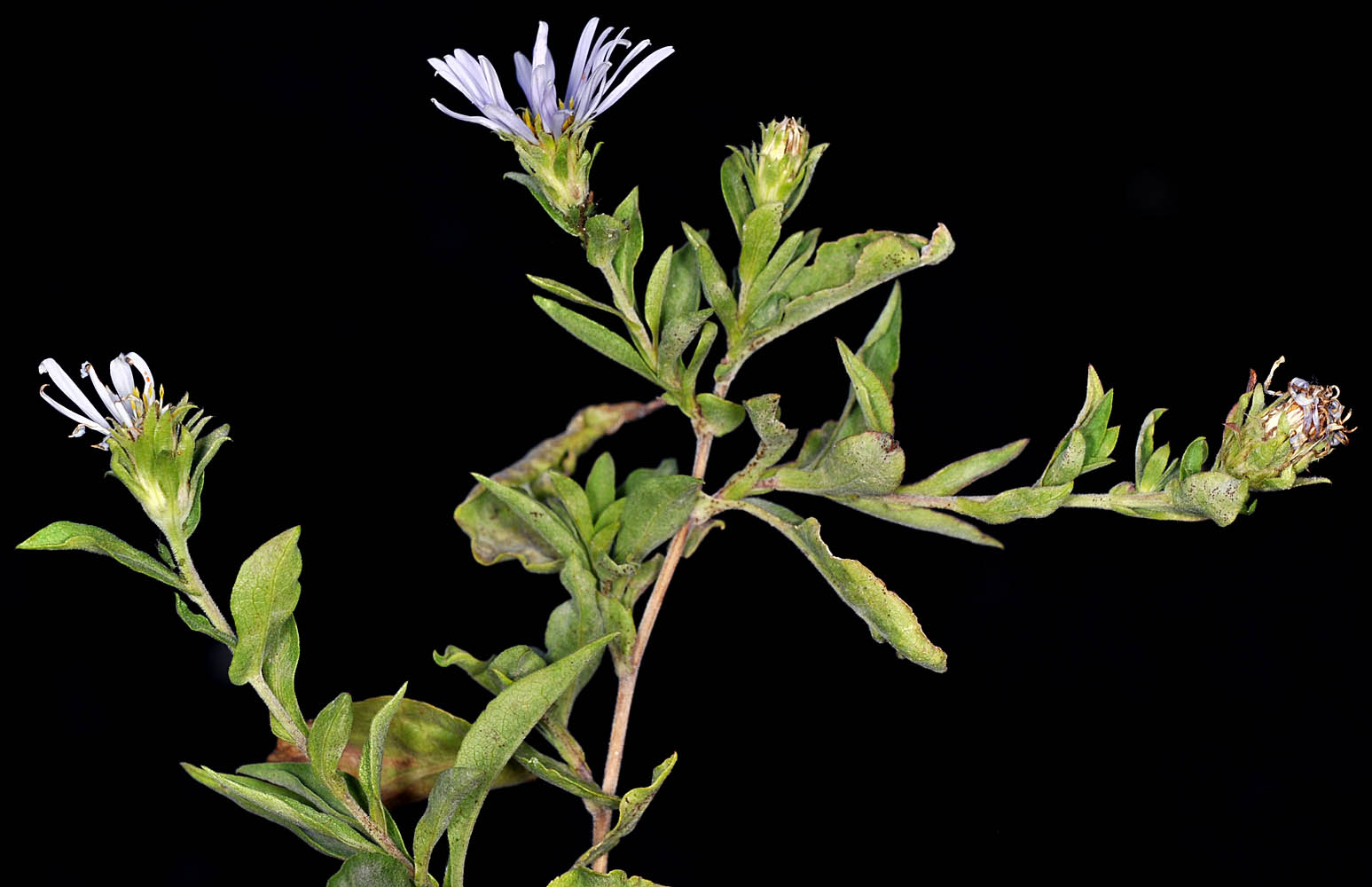 Flora of Eastern Washington Image: Symphyotrichum cusickii
