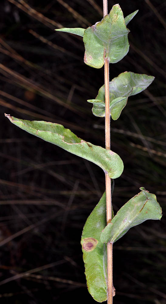 Flora of Eastern Washington Image: Symphyotrichum cusickii