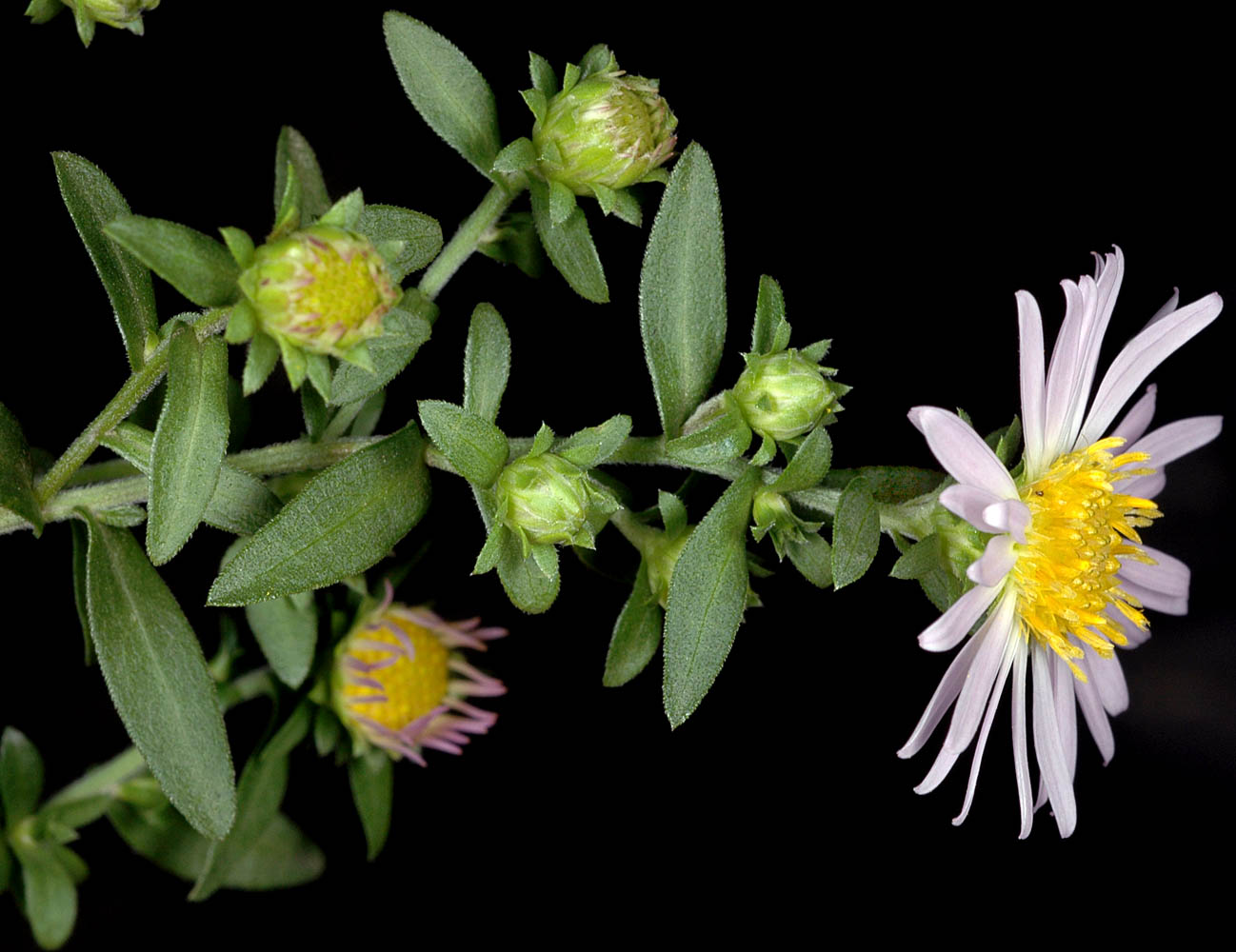 Flora of Eastern Washington Image: Symphyotrichum bracteolatum