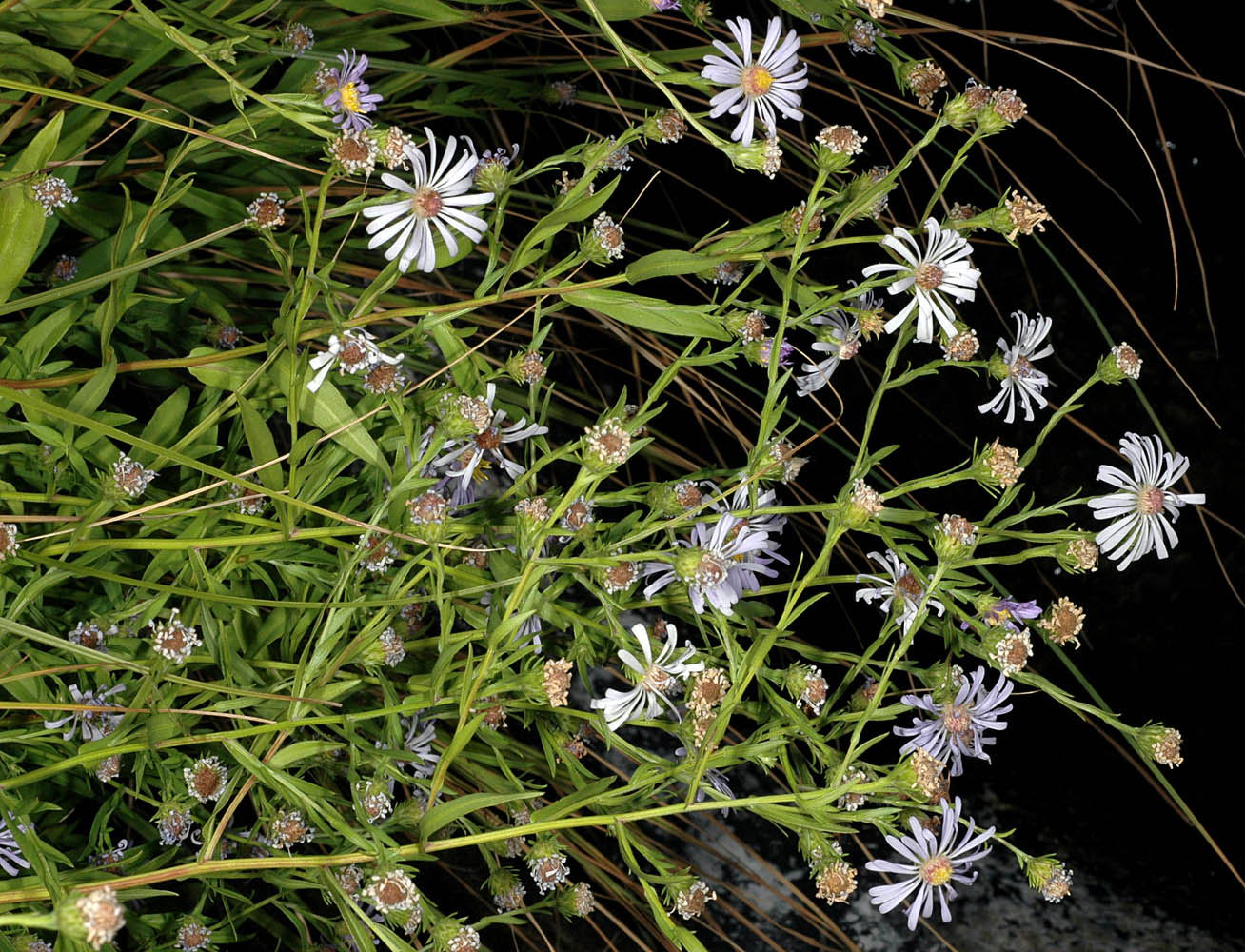 Flora of Eastern Washington Image: Symphyotrichum bracteolatum