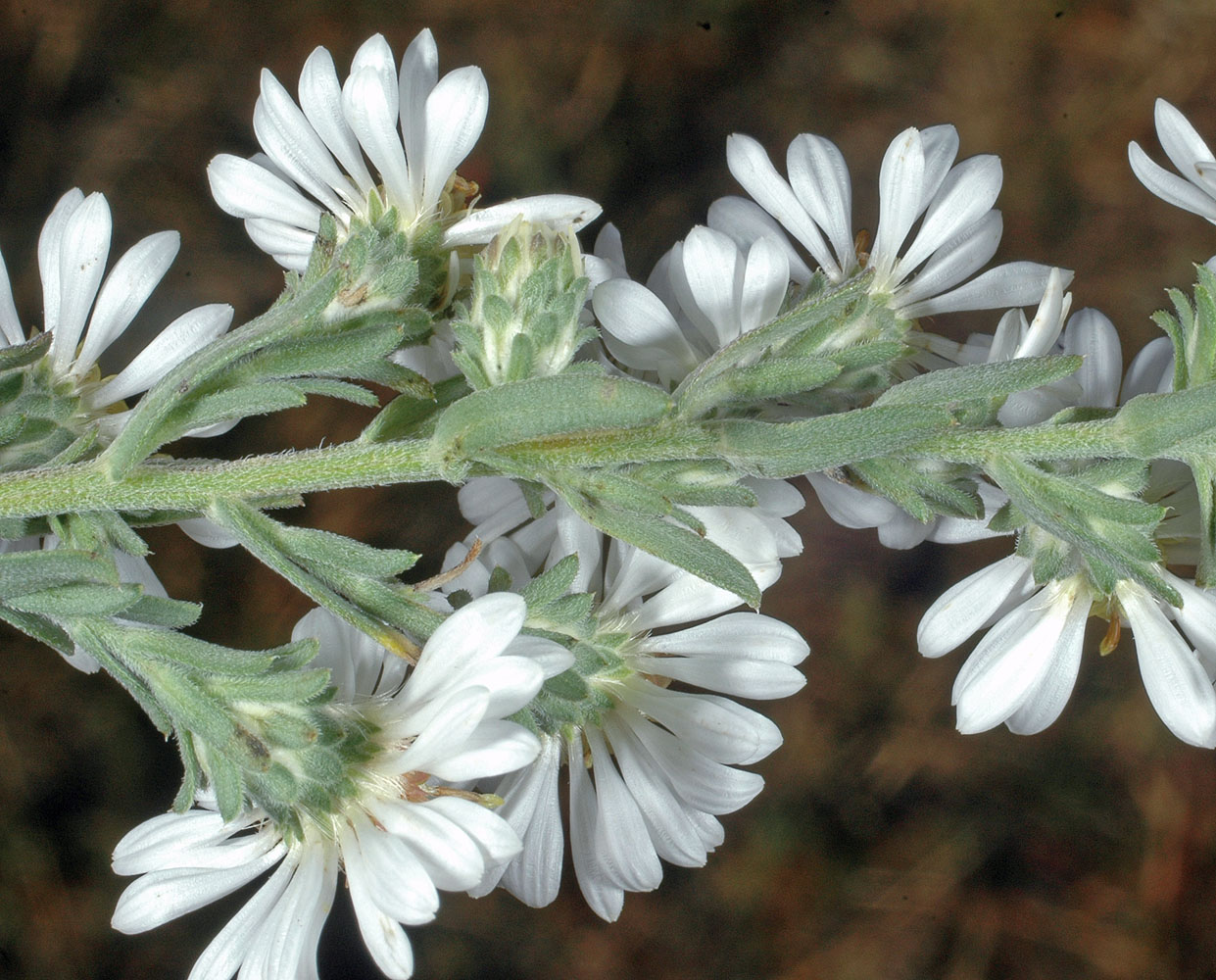 Flora of Eastern Washington Image: Symphyotrichum ericoides