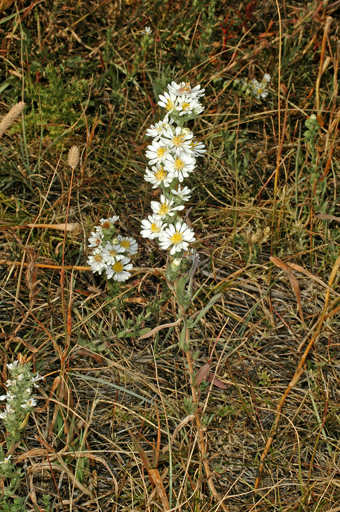 Flora of Eastern Washington Image: Symphyotrichum ericoides