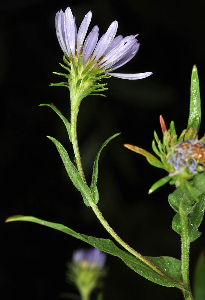 Flora of Eastern Washington Image: Symphyotrichum foliaceum