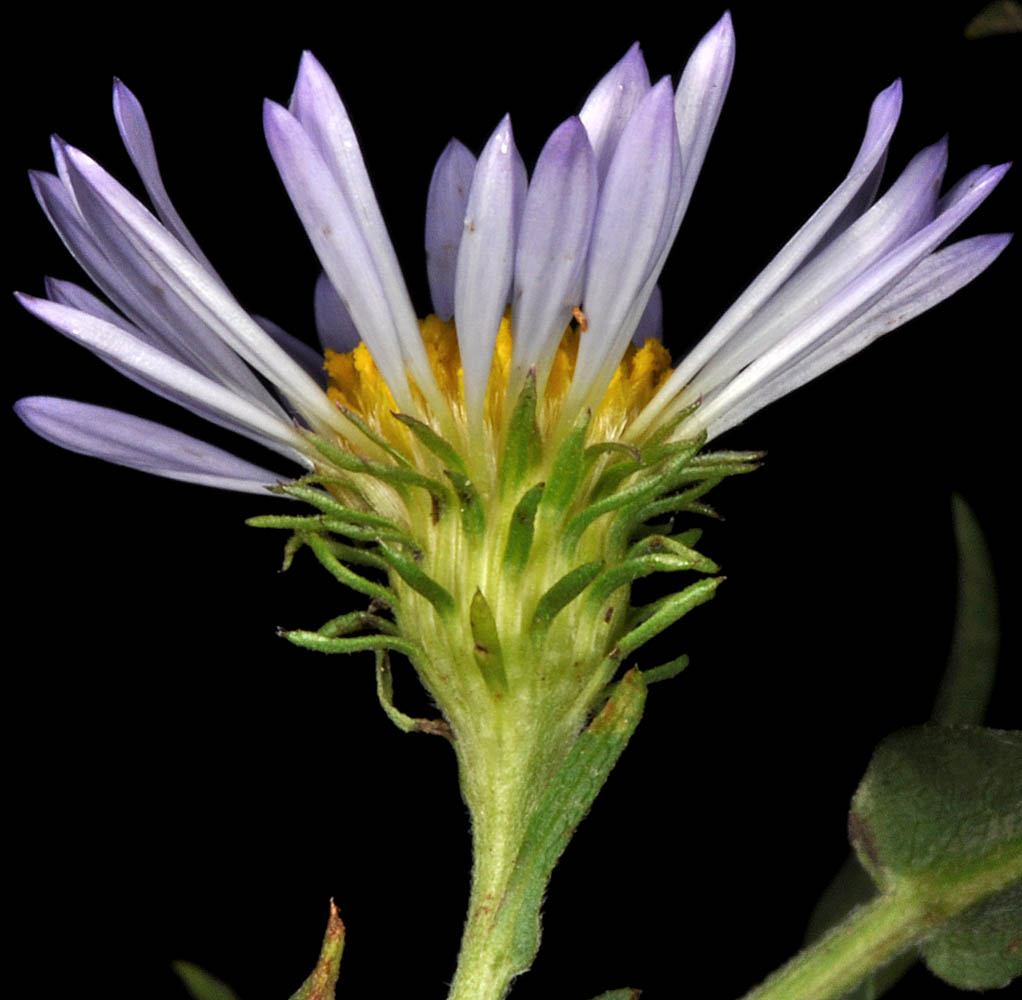 Flora of Eastern Washington Image: Symphyotrichum foliaceum