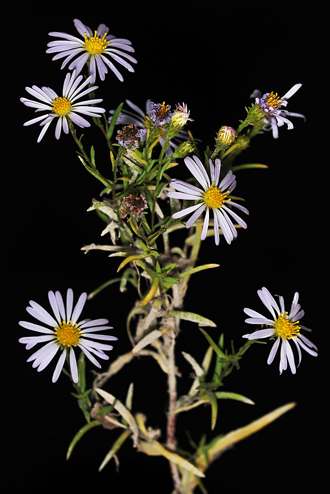 Flora of Eastern Washington Image: Symphyotrichum lanceolatum