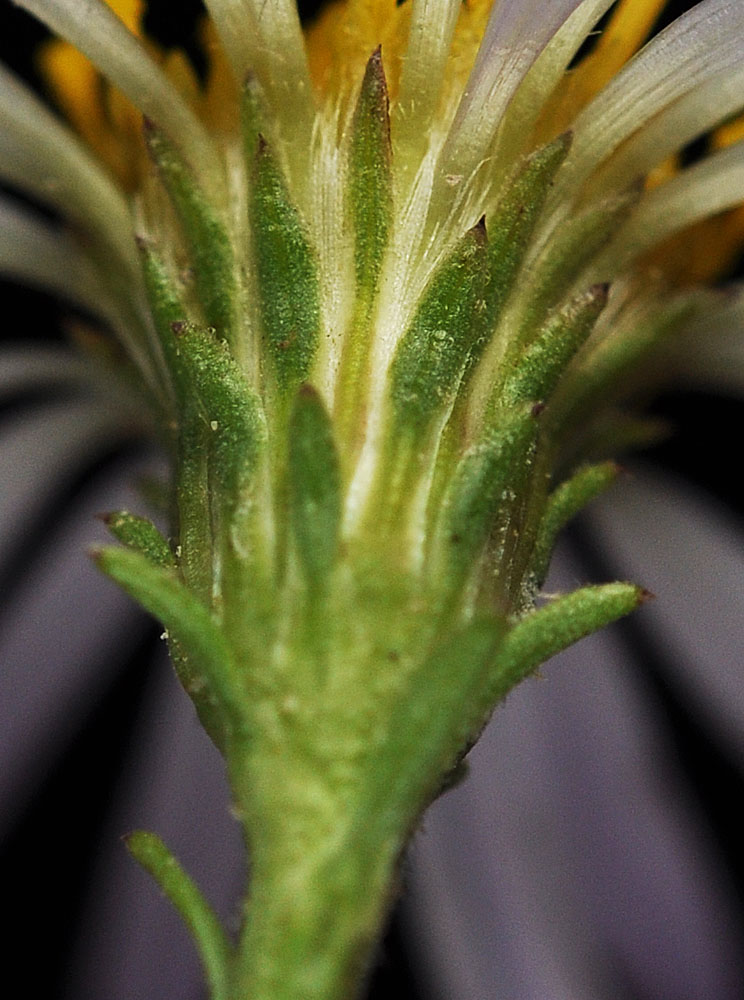 Flora of Eastern Washington Image: Symphyotrichum lanceolatum
