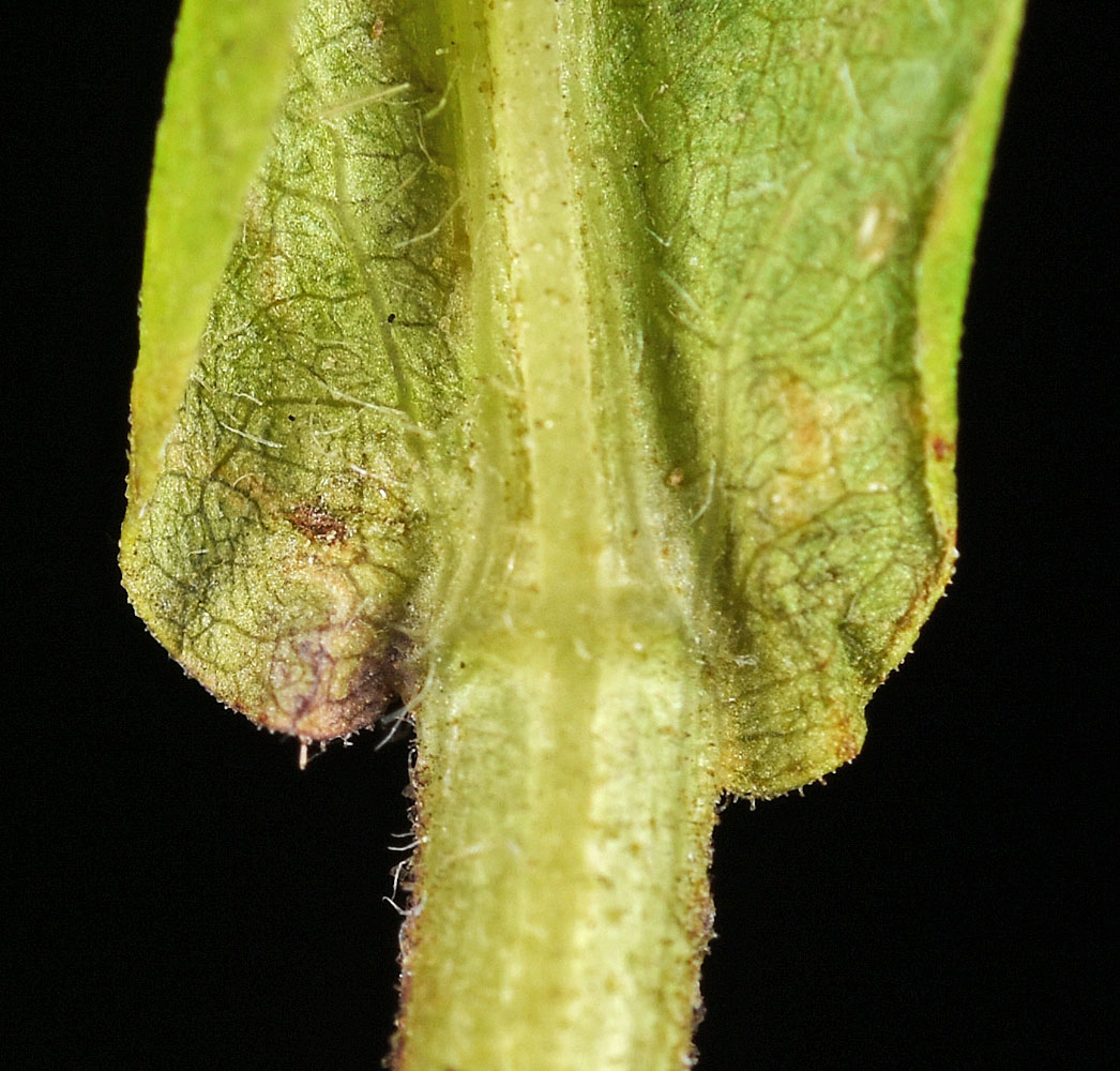 Flora of Eastern Washington Image: Symphyotrichum novae-angliae