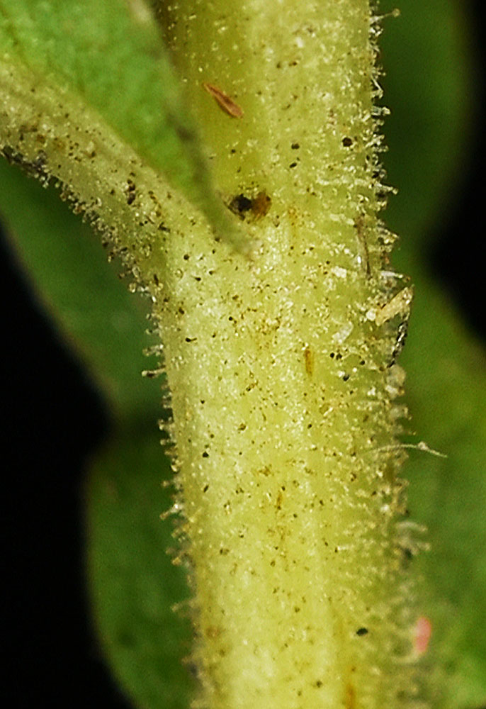 Flora of Eastern Washington Image: Symphyotrichum novae-angliae