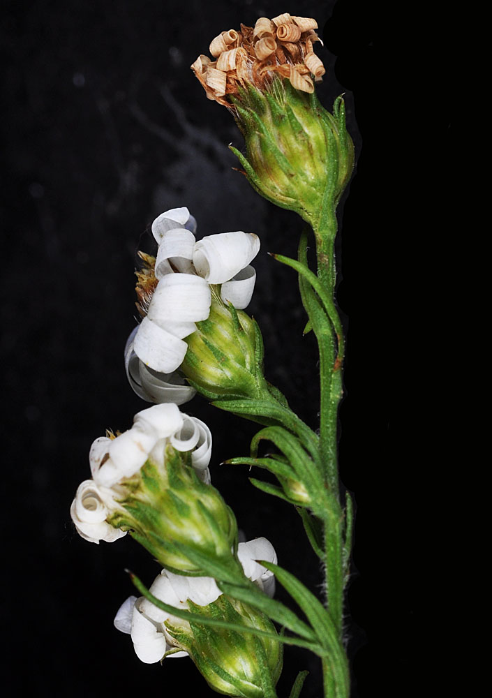 Flora of Eastern Washington Image: Symphyotrichum pilosum