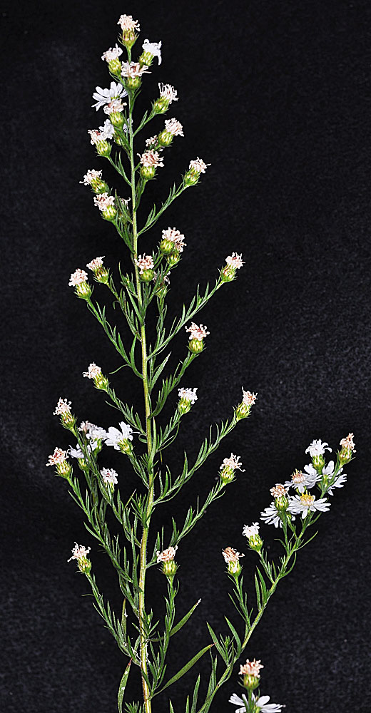 Flora of Eastern Washington Image: Symphyotrichum pilosum