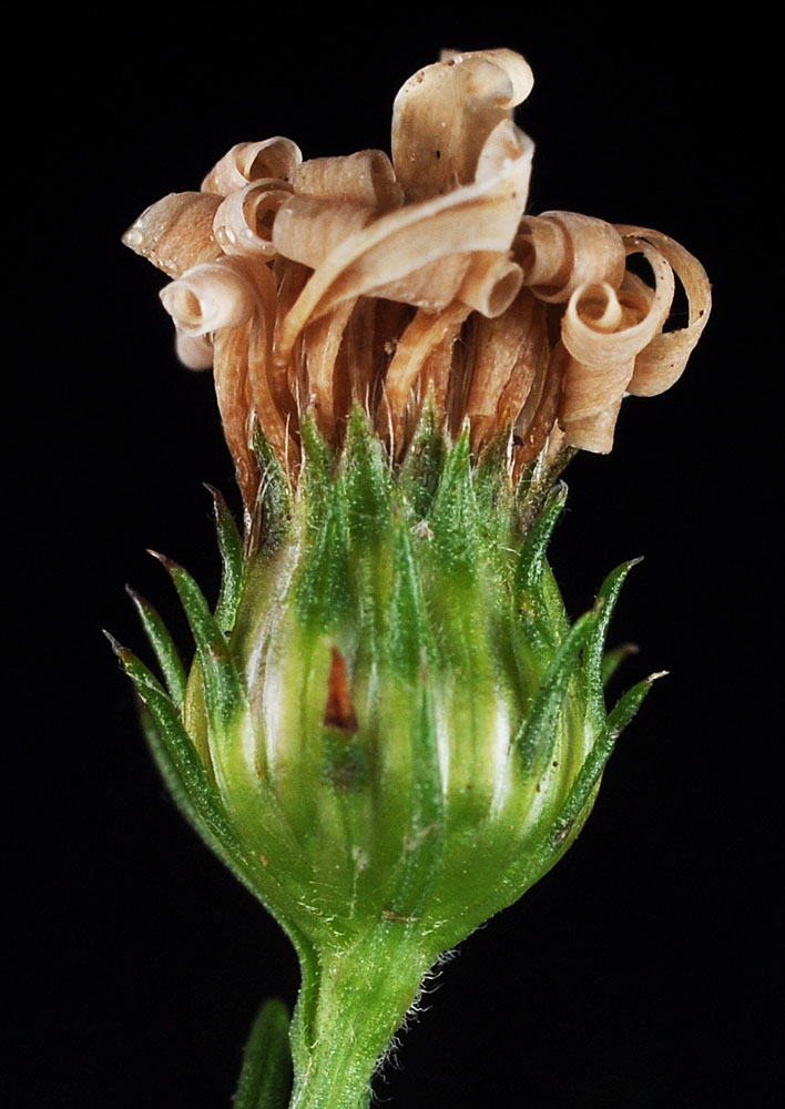 Flora of Eastern Washington Image: Symphyotrichum innom