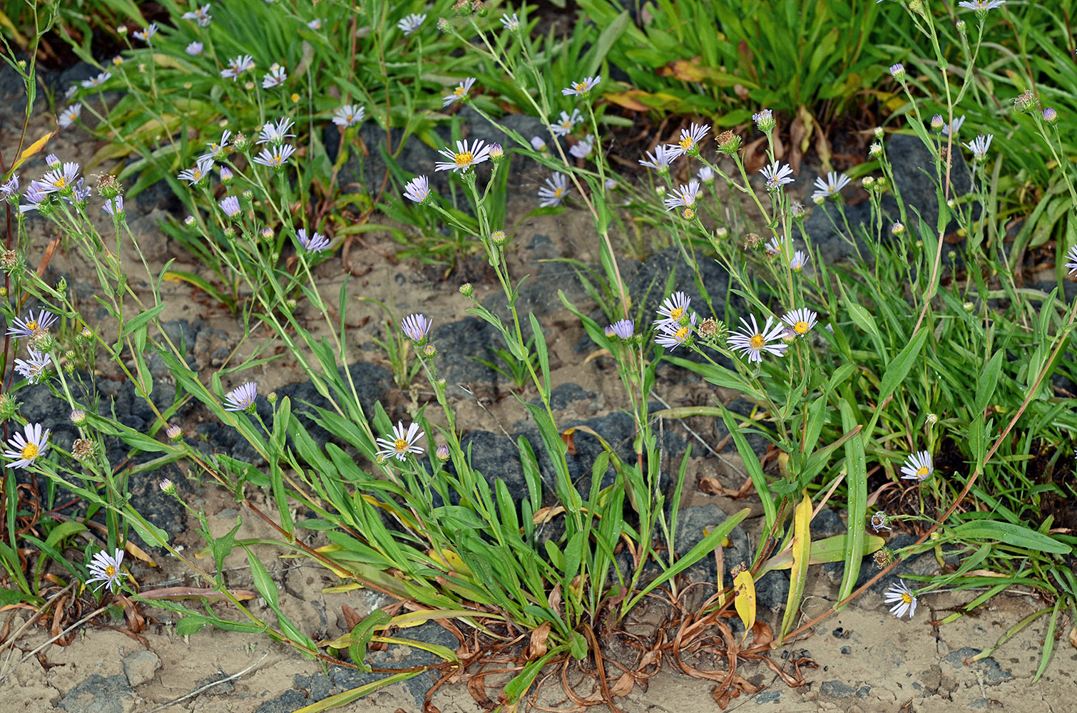 Flora of Eastern Washington Image: Symphyotrichum spathulatum