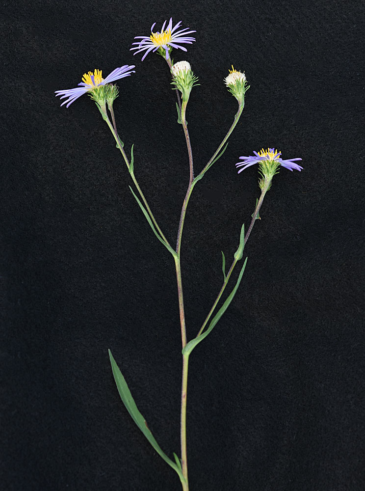 Flora of Eastern Washington Image: Symphyotrichum spathulatum