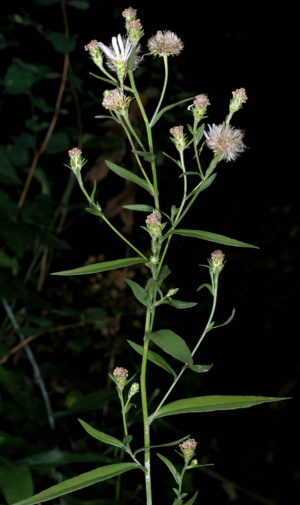 Flora of Eastern Washington Image: Symphyotrichum subspicatum
