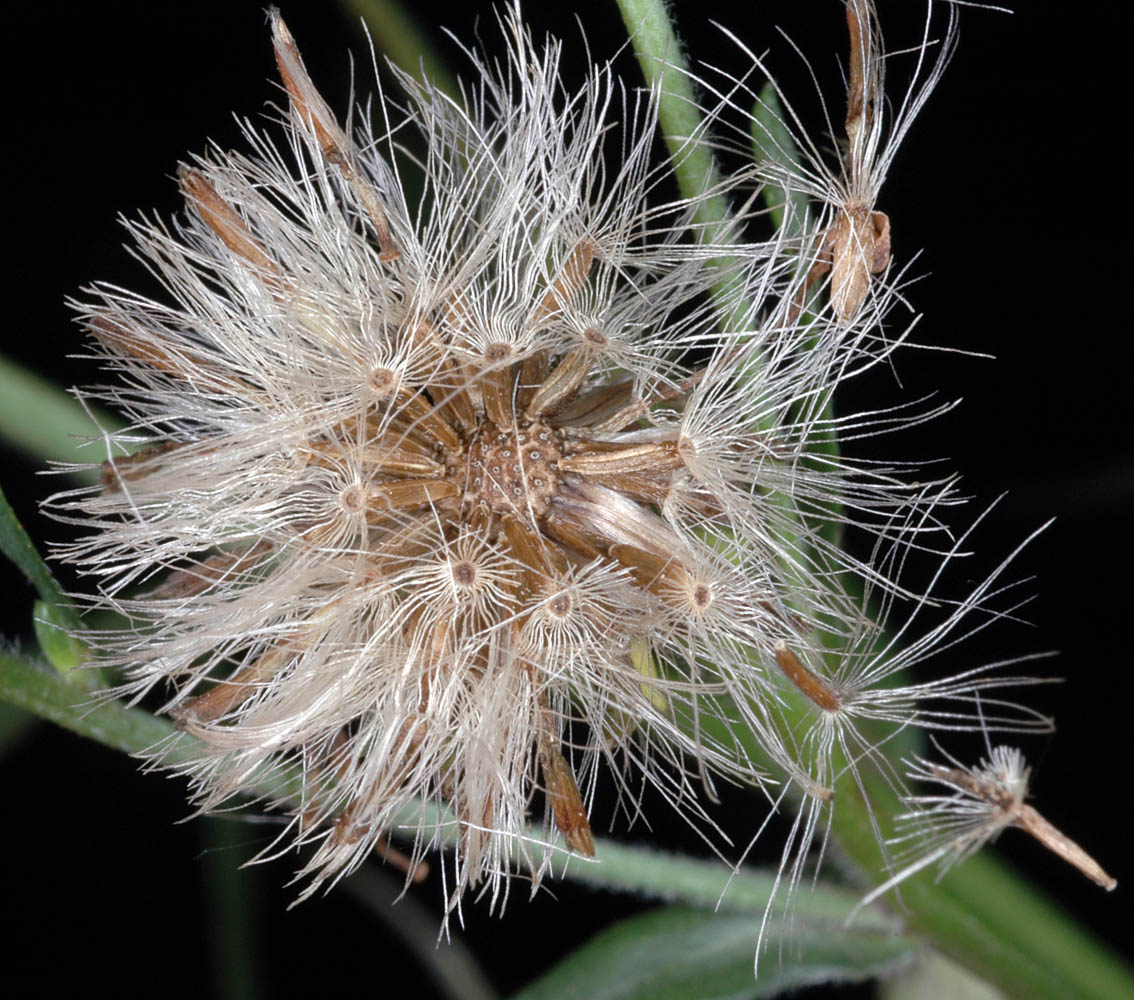 Flora of Eastern Washington Image: Symphyotrichum subspicatum