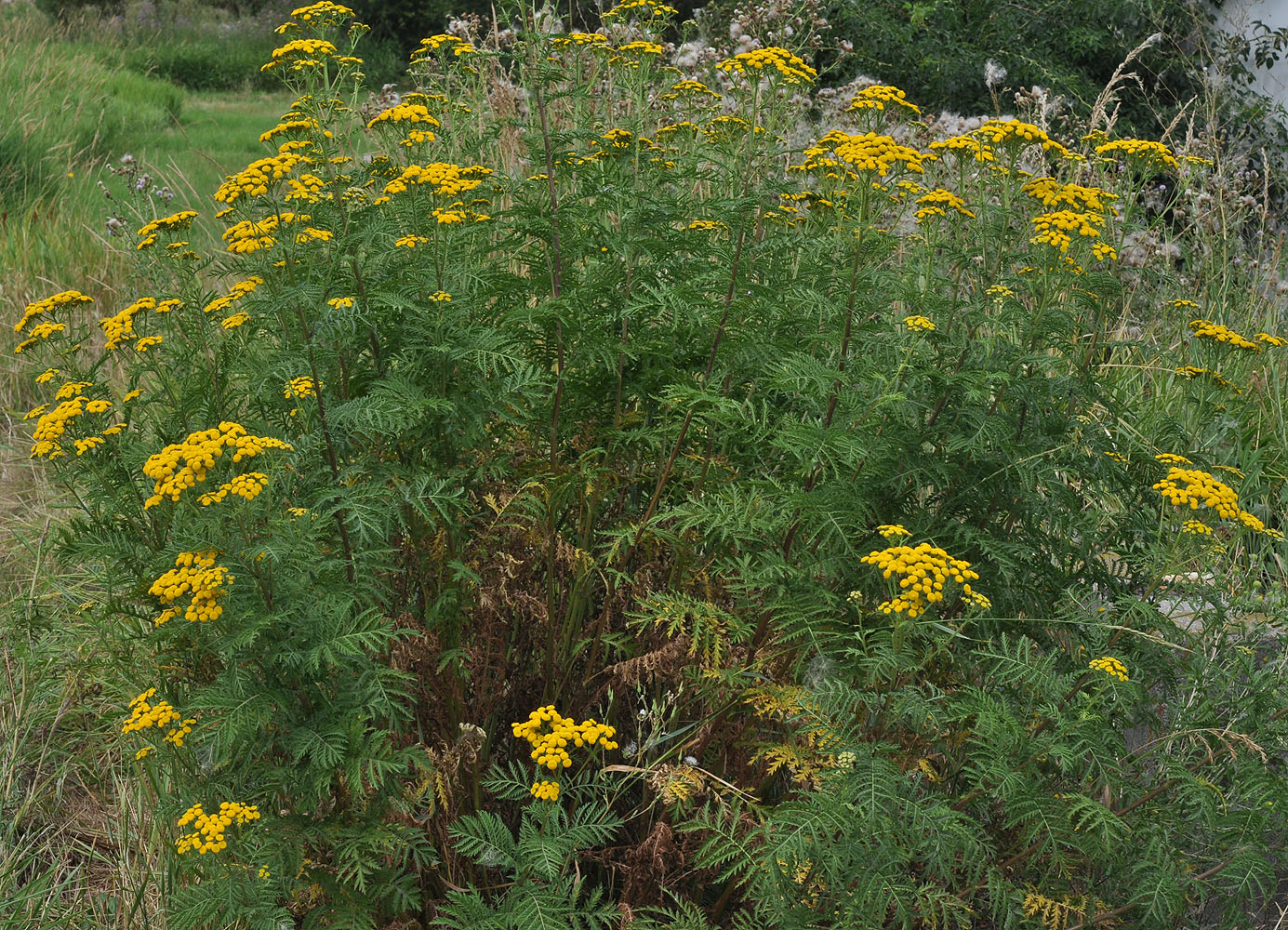 Flora of Eastern Washington Image: Tanacetum vulgare