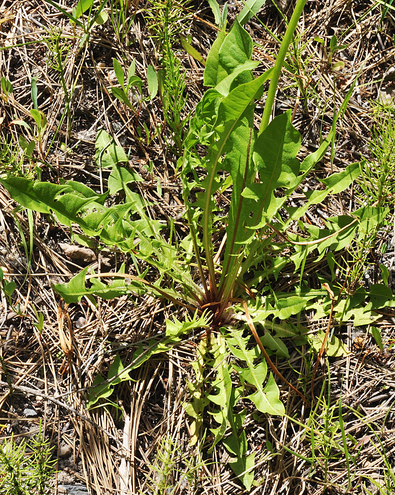 Flora of Eastern Washington Image: Taraxacum erythrospermum