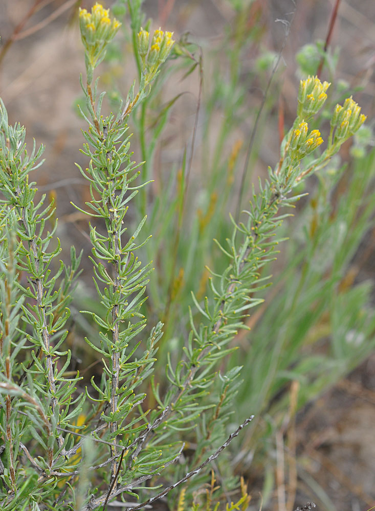 Flora of Eastern Washington Image: Tetradymia canescens