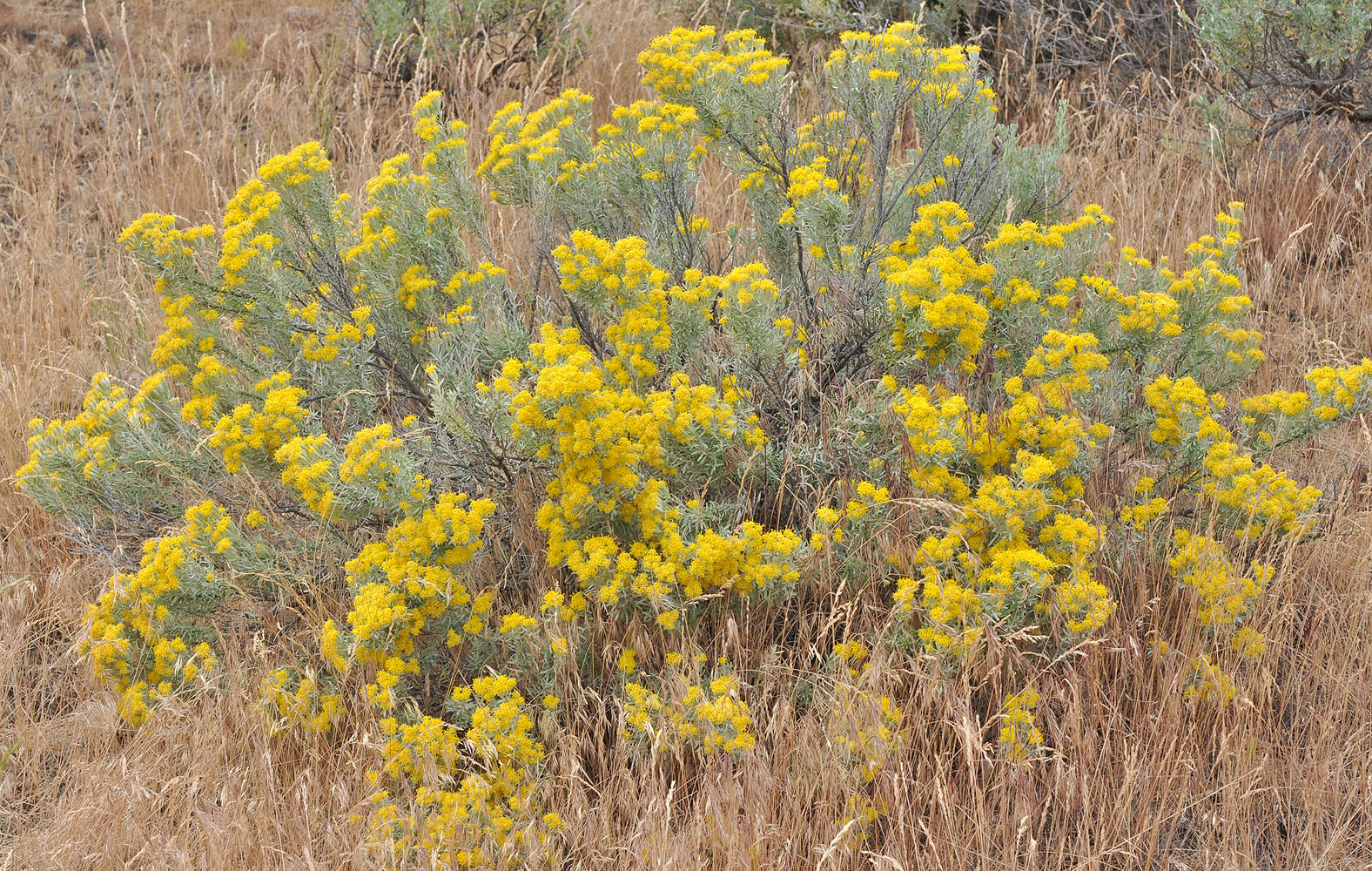 Flora of Eastern Washington Image: Tetradymia canescens