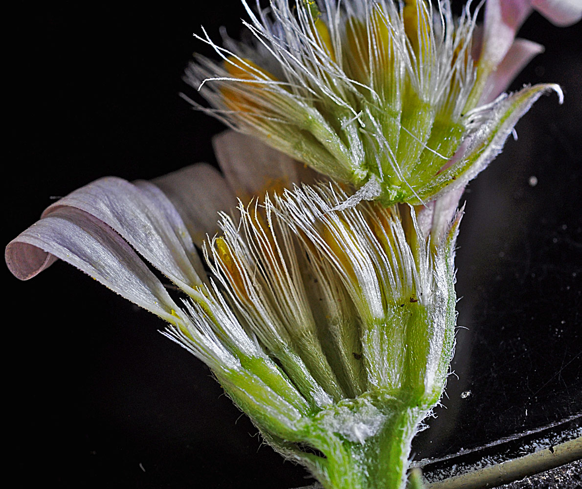 Flora of Eastern Washington Image: Townsendia florifer