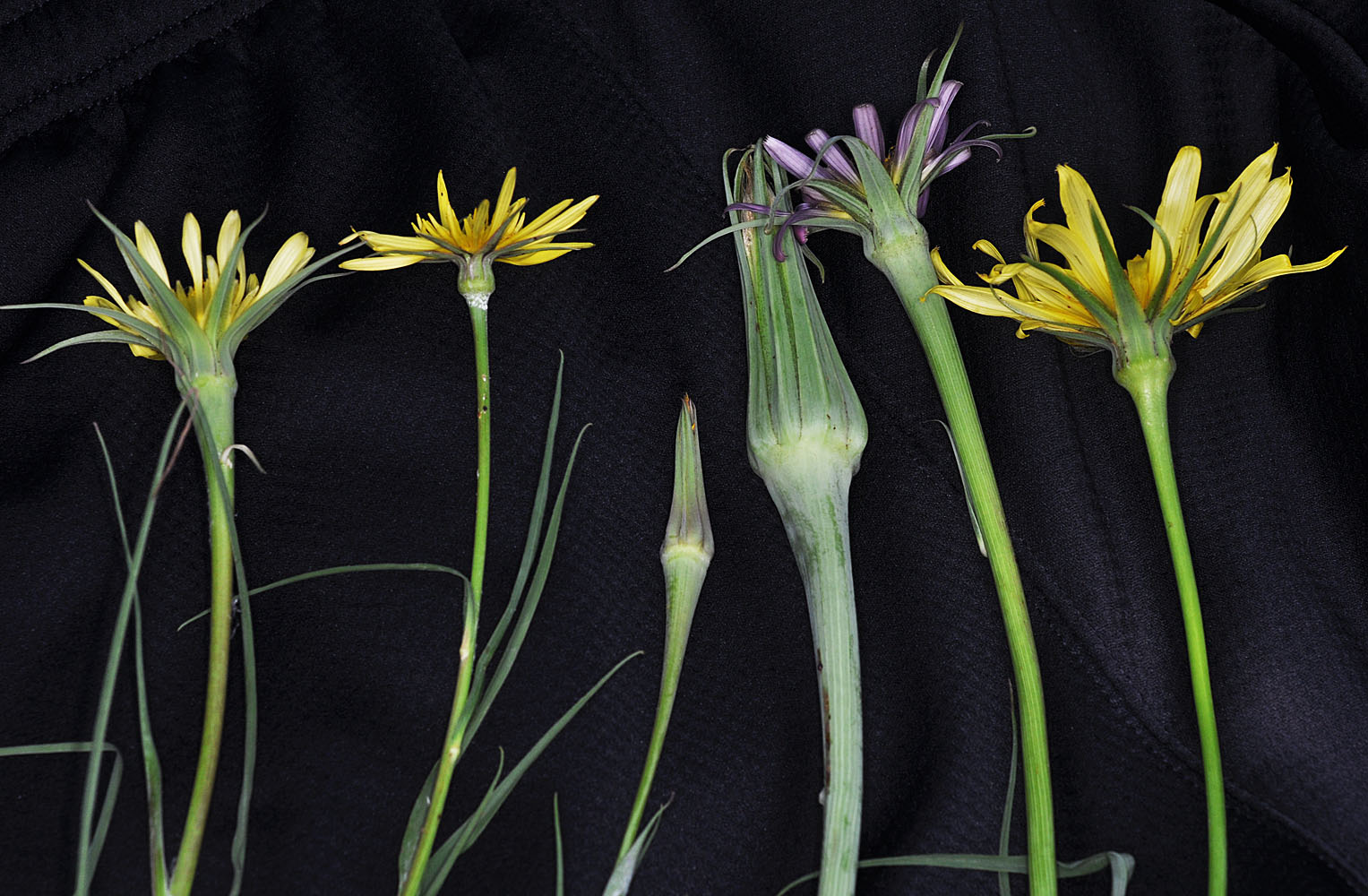 Flora of Eastern Washington Image: Tragopogon dubius