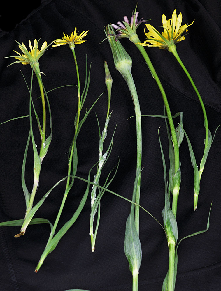Flora of Eastern Washington Image: Tragopogon pratensis