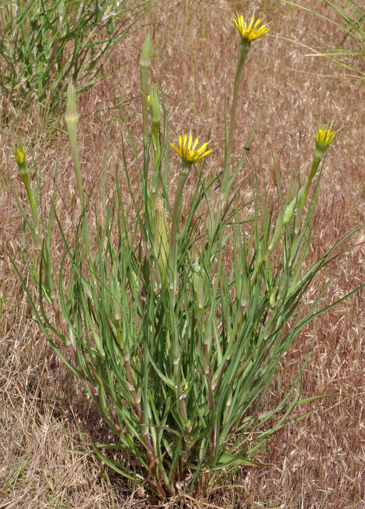 Flora of Eastern Washington Image: Tragopogon dubius
