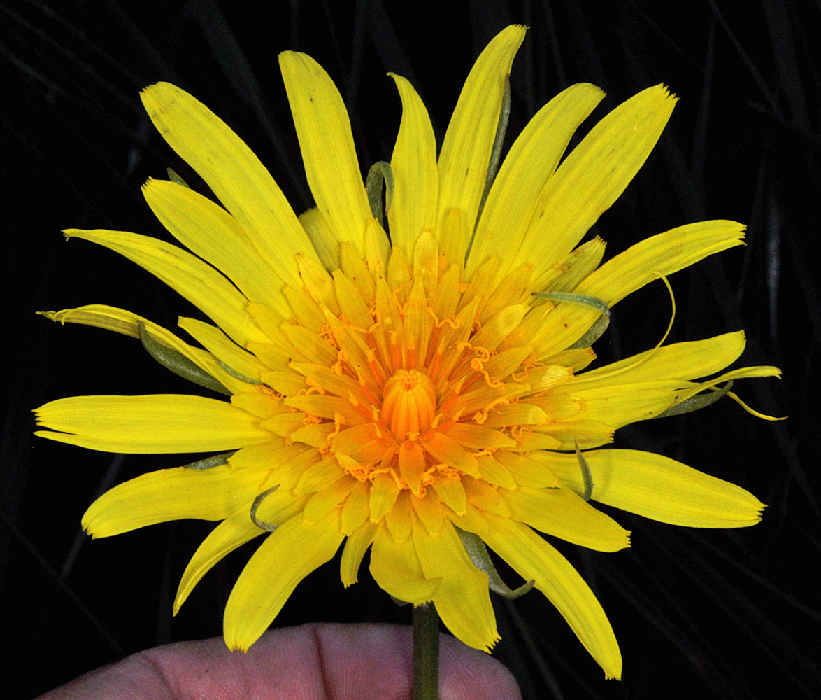 Flora of Eastern Washington Image: Tragopogon floccosus
