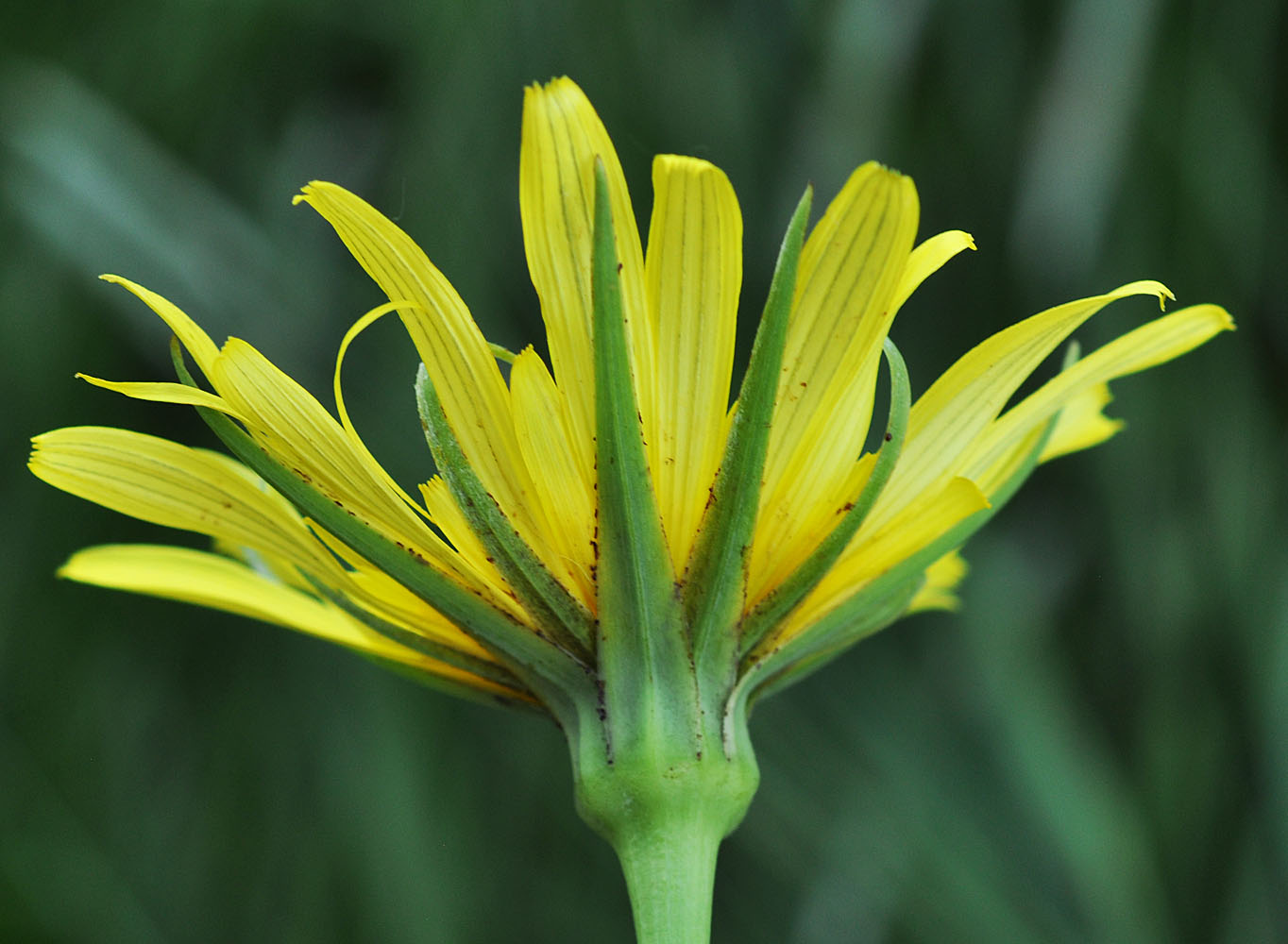 Flora of Eastern Washington Image: Tragopogon floccosus