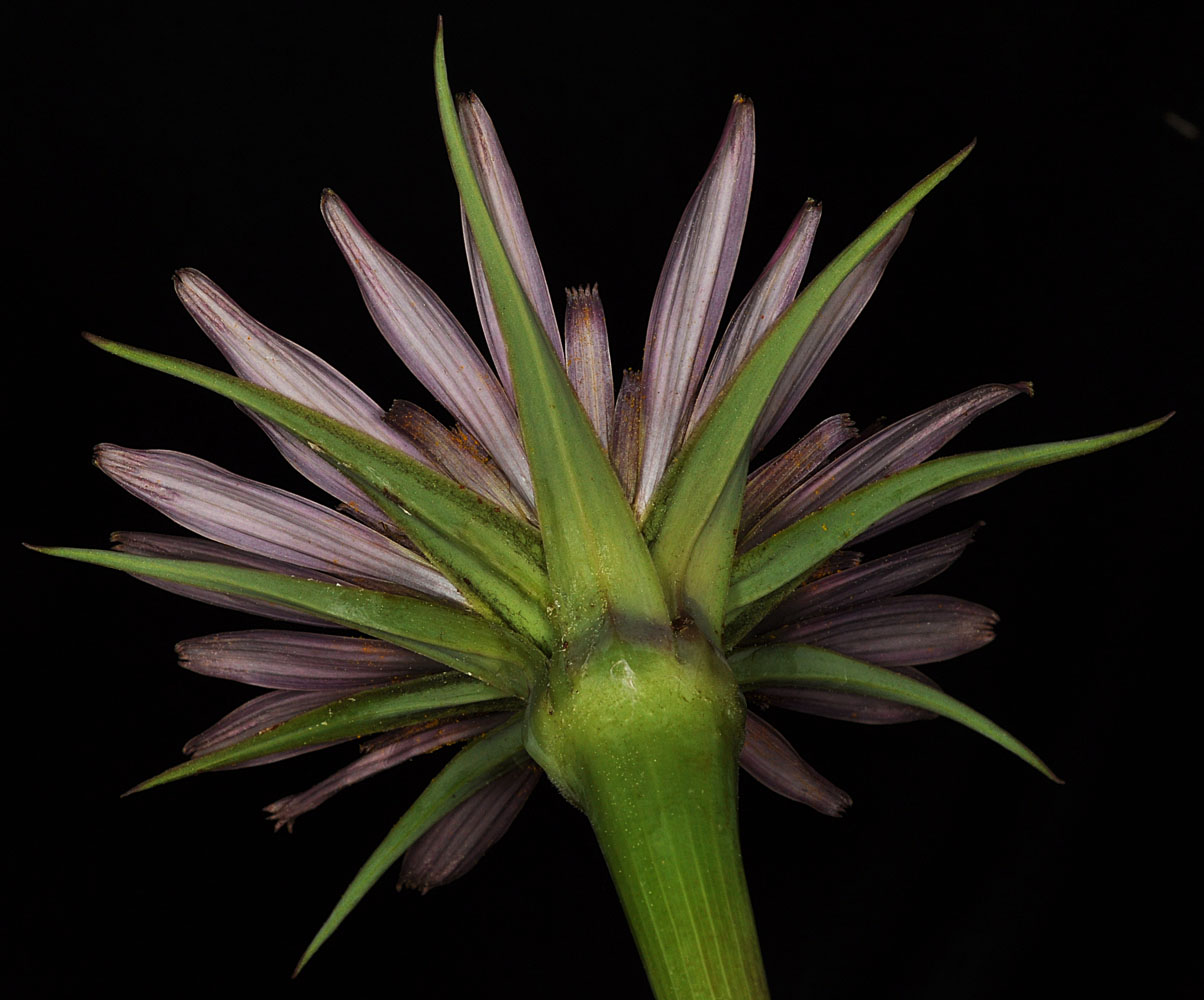 Flora of Eastern Washington Image: Tragopogon dubius Xporrifolius