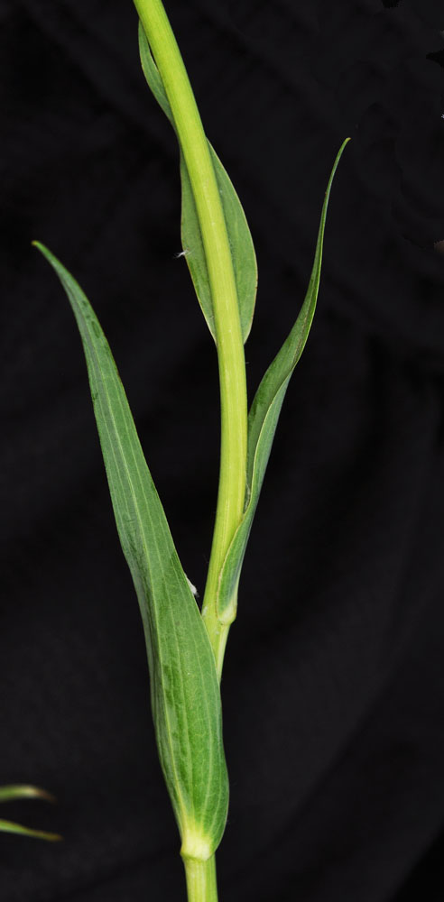 Flora of Eastern Washington Image: Tragopogon mirus