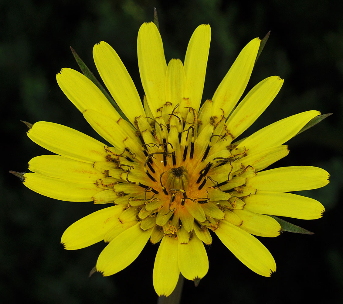 Flora of Eastern Washington Image: Tragopogon miscellus