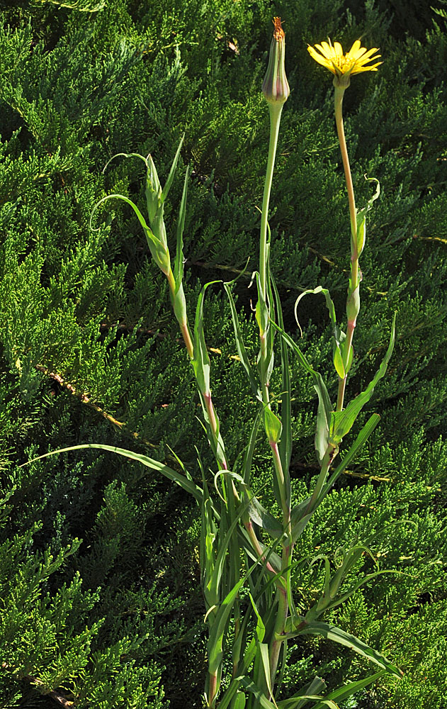 Flora of Eastern Washington Image: Tragopogon miscellus