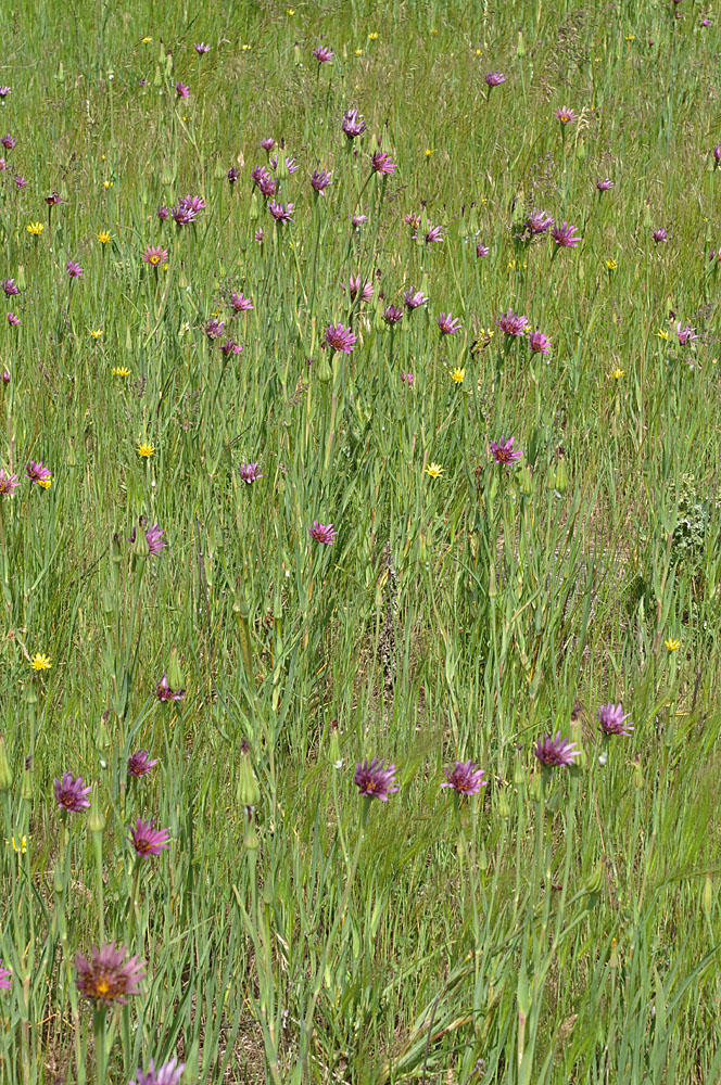 Flora of Eastern Washington Image: Tragopogon dubius Xporrifolius