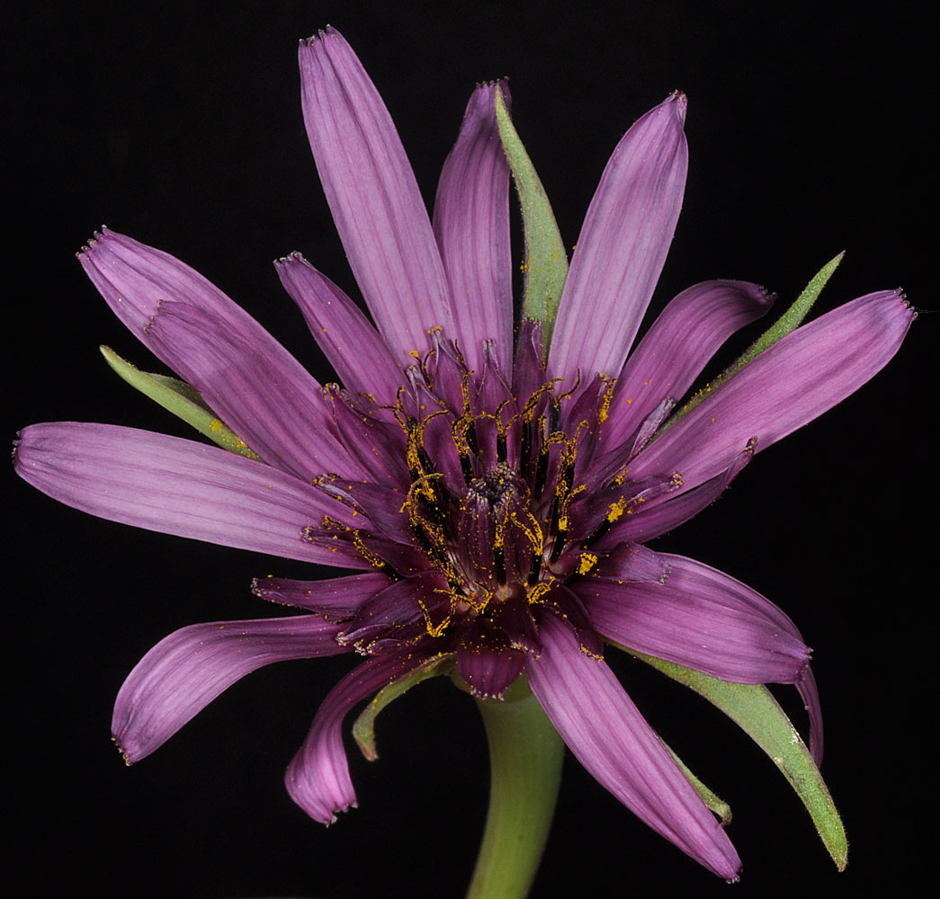 Flora of Eastern Washington Image: Tragopogon porrifolius