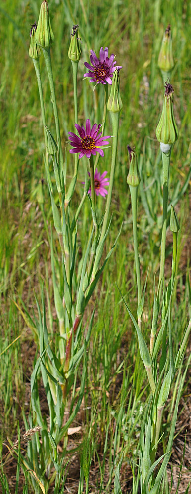 Flora of Eastern Washington Image: Tragopogon porrifolius